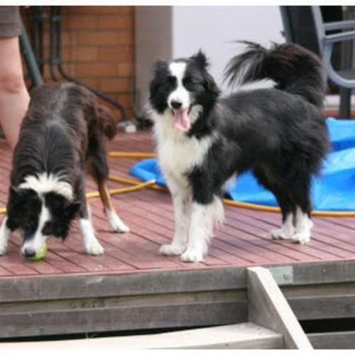 No photo for Sash And Zorro