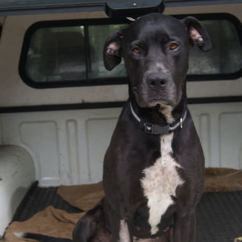 No photo for Molly On Trial