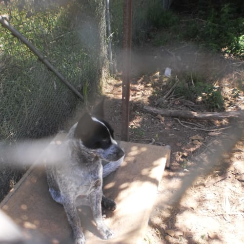 No photo for Rex **On Trial In New Home**
