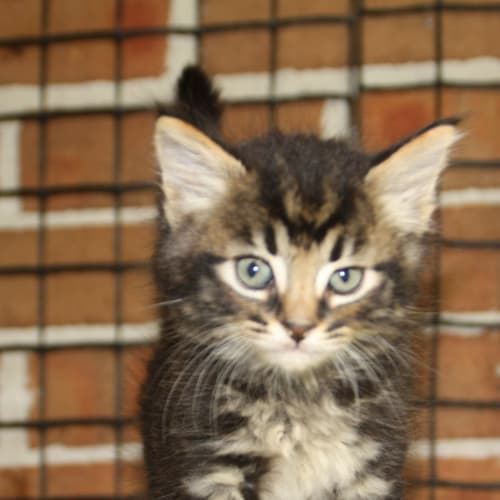 No photo for Litter Of Fluffy Kittens 8 Wks 13/1/11