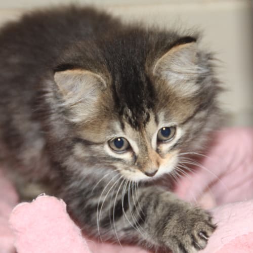 No photo for Litter Of Fluffy  Kittens 8 Weeks 13/1/11