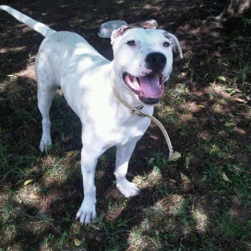 No photo for Malika   Special Needs Deaf   Foster Needed Asap