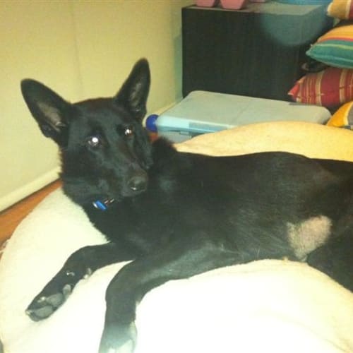 Lexy On Hold Pending Adoption