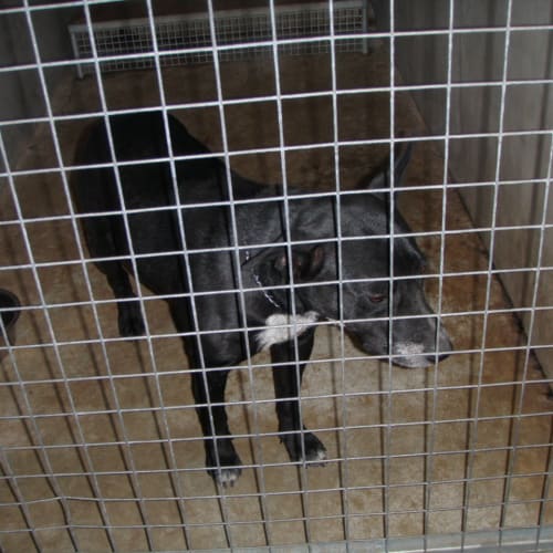 Pearl * Adoption Pending*