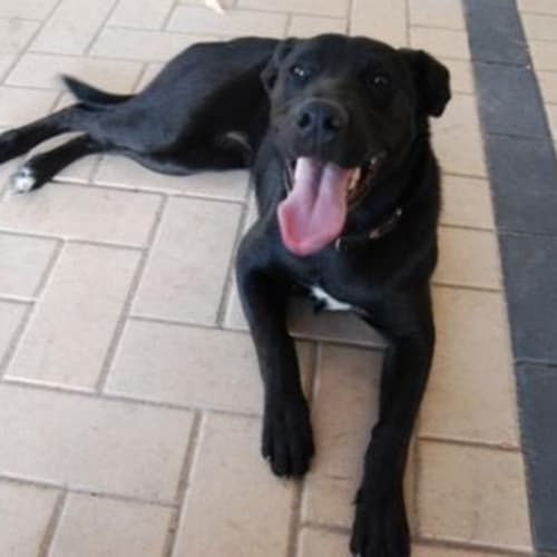 Lulu - Adoption Pending