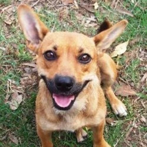 No photo for Suzie On Hold Pending Adoption