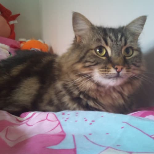 No photo for Mitzy