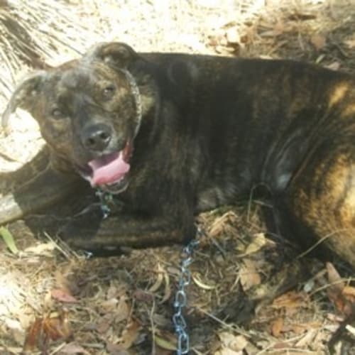 No photo for Boof (Ad018)
