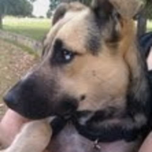 No photo for **Adoption Pending** Elsa