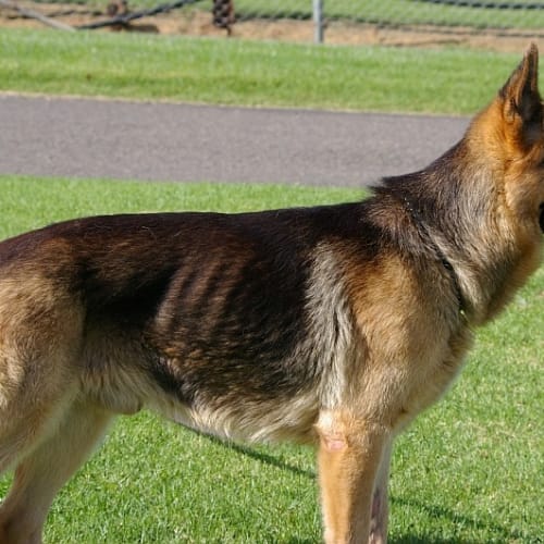 No photo for Fox    Is On Trial With His New Family