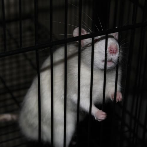 No photo for 3 Male Rats