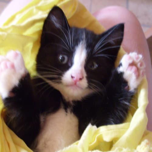 No photo for Shilow
