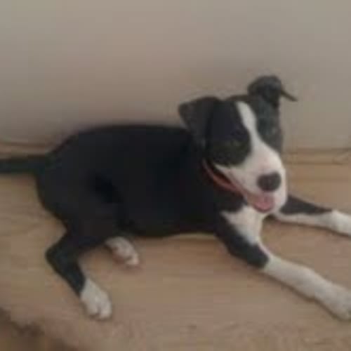 No photo for **Adoption Pending** Maytiri