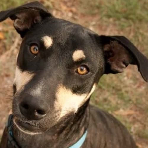 No photo for Bonnie (D1793)*Adopted*
