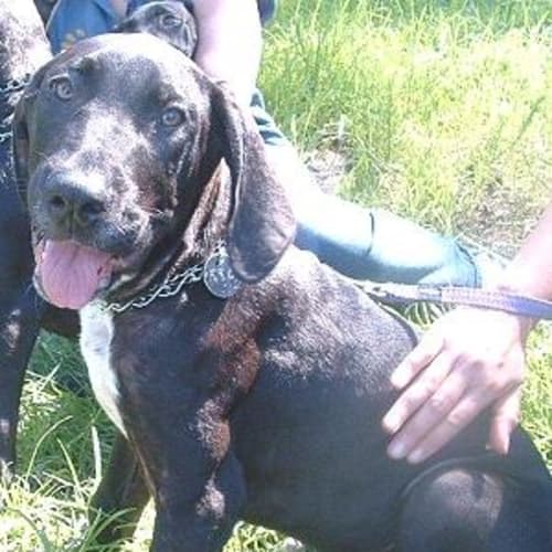 No photo for Great Dane Pup