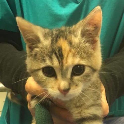 Delilah (Meet me at Vets On Parker - Templestowe)