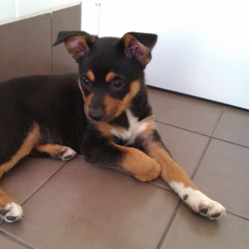 No photo for **Adoption Pending** Ellie