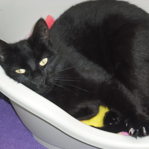 No photo for Tinkerbell