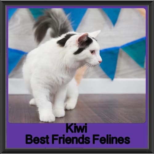 Kiwi