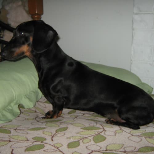 No photo for Rocky(on Trial)