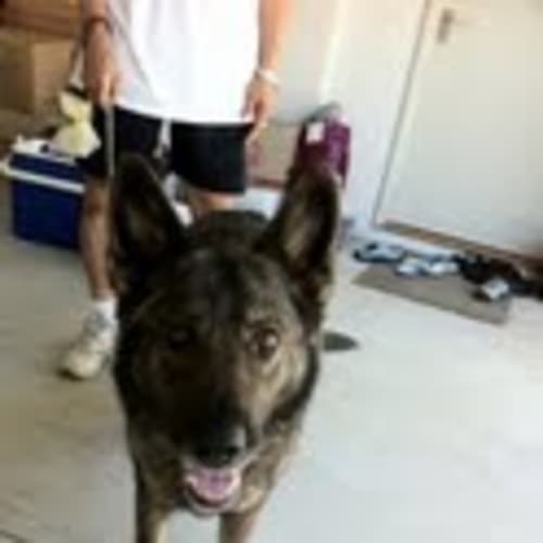 No photo for !!Foster Or Adopt!! Phoebe