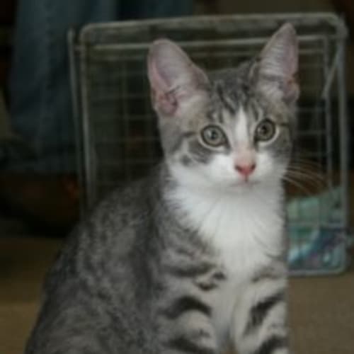 No photo for Milly*Adoption Pending*