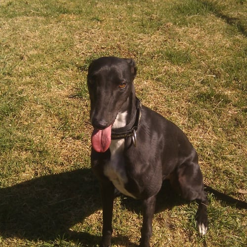 No photo for Belle Muzzle Exempt Greenhound