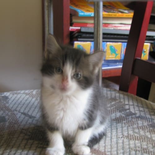 No photo for Tilly*Adoption Pending*