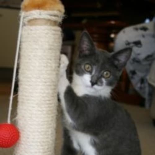 No photo for Gizmo   Adoption Pending