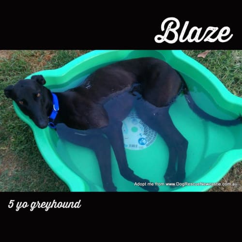 Blaze ~ 5yo greyhound boy (On Trial 14/6/17)
