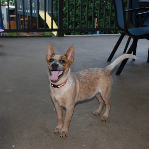 No photo for Angus ***Adopted***