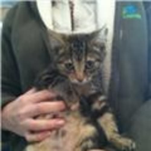 No photo for Piper (Deposit Taken) Other Kittens Available.