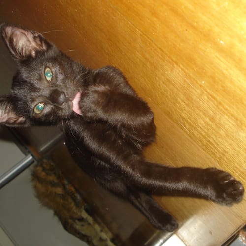 No photo for Monkey ( Manx)
