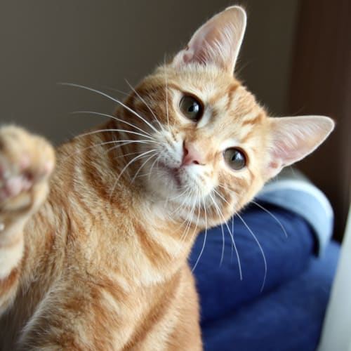 No photo for Lori *Adoption Pending*