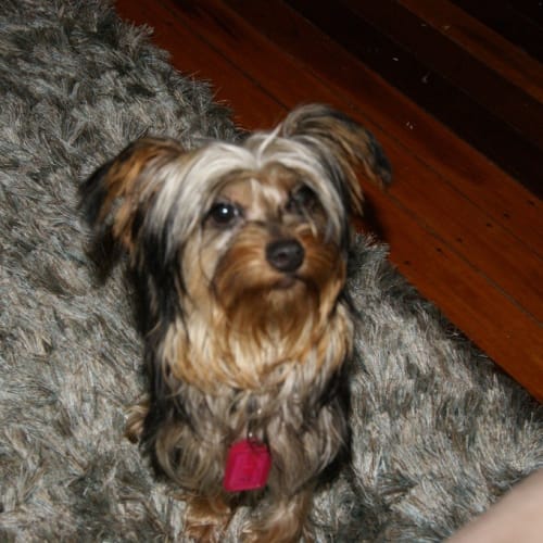 Trixie