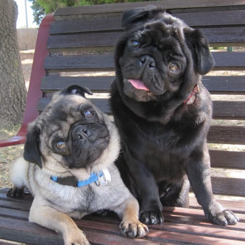 No photo for Jay Jay & Sumo