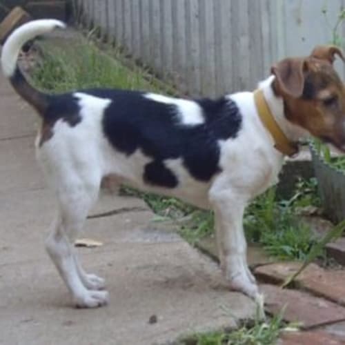 No photo for Stan   Adopted
