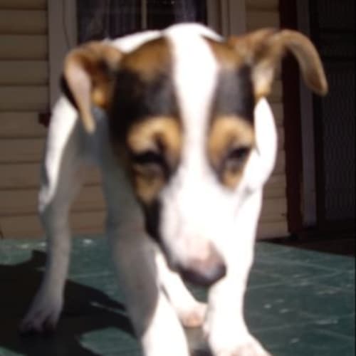 No photo for Ollie   On Trial