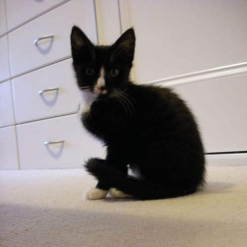 No photo for Sylvester