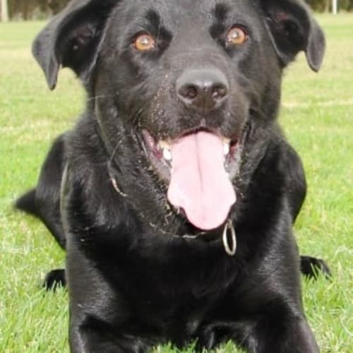 No photo for Bono *Adopted*
