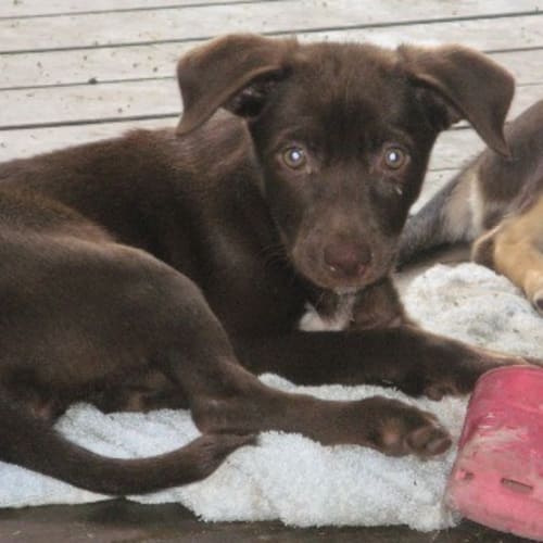 No photo for Rosie   Adoption Pending