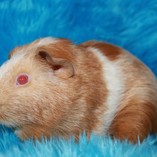 No photo for Roger (Adopted)