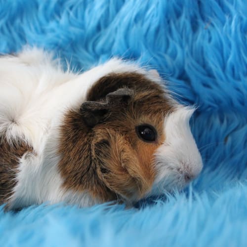No photo for Theodore (Adopted)