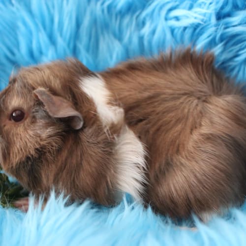 No photo for Topsy (Adopted)