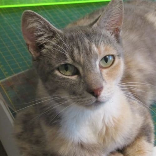 No photo for Alice Adoption Pending