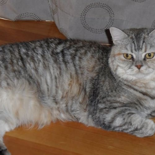 No photo for Pearl   Desperate Home By 3rd Feb