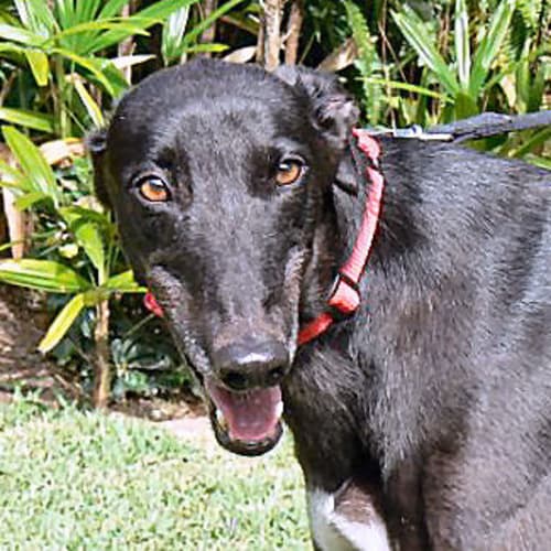 Bobby - Trialling His New Home