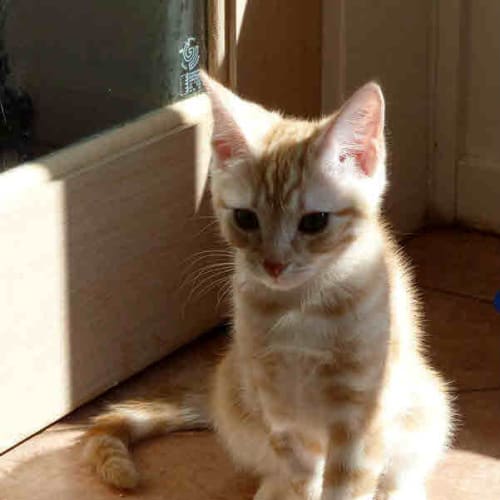 Chester