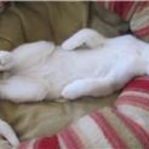 No photo for **Adoption Pending** Smudge
