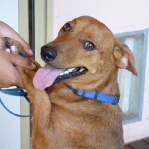 No photo for Daxi (D1805)*Adopted*